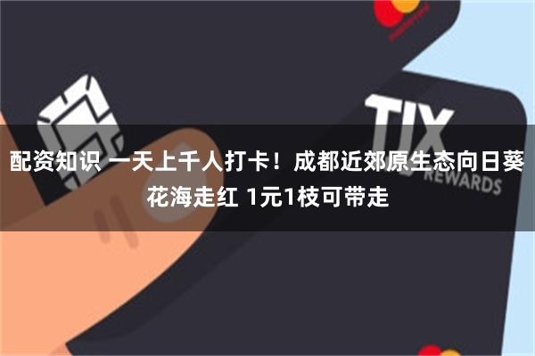配资知识 一天上千人打卡！成都近郊原生态向日葵花海走红 1元1枝可带走